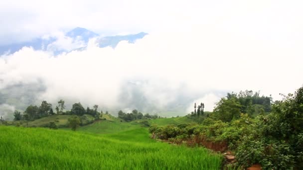 Reis- und Maisfelder in den Bergregionen Vietnams