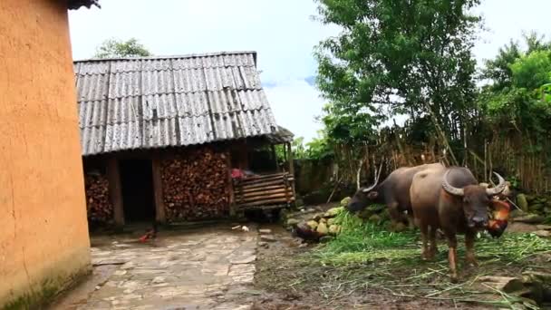 ベトナムの少数民族の伝統的な土地の家 — ストック動画