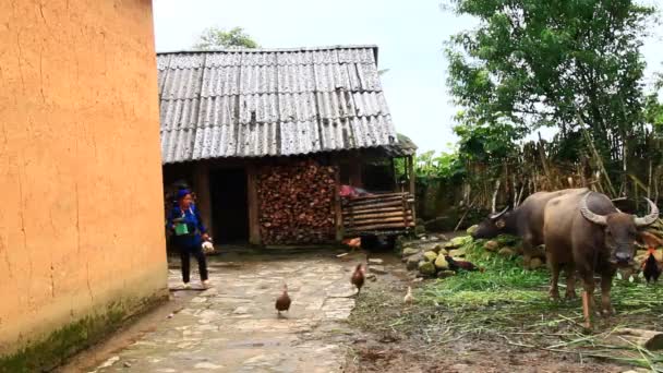 Vietnam Daki Geleneksel Etnik Azınlık Evleri — Stok video