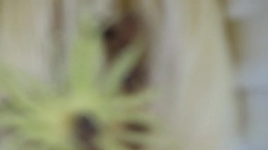 Arılar sabah nektarı emerler.