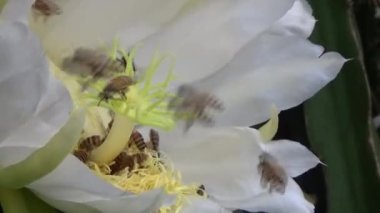 Arılar sabah nektarı emerler.