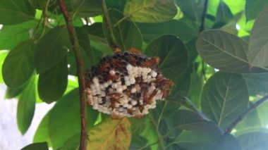 Bir sürü arı kovanı çalışıyor.