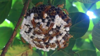 Bir sürü arı kovanı çalışıyor.