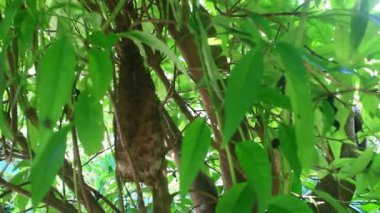 Bir sürü arı kovanı çalışıyor.