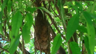 Bir sürü arı kovanı çalışıyor.