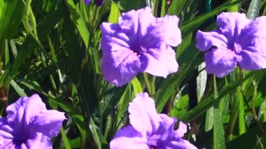 Güneşin altında açan mor çiçekler