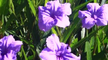 Güneşin altında açan mor çiçekler