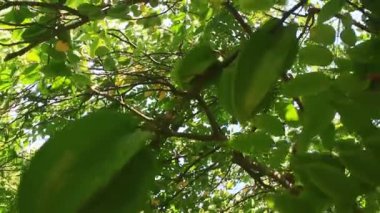 Ağacın üzerinde yıldız meyveleri.