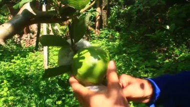 Çiftçiler guava meyvelerini sarmak için plastik kullanırlar