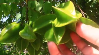 Ağacın üzerinde yıldız meyveleri.