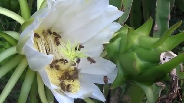 Lebah Menghisap Madu Pagi Hari — Stok Video