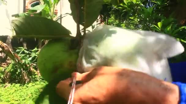 Çiftçiler Guava Meyvelerini Sarmak Için Plastik Kullanırlar — Stok video