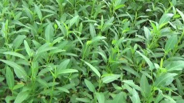 Bahçeden sebze topluyorum.