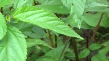 Bahçeden sebze topluyorum.