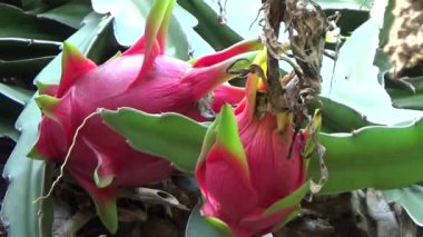 Olgun ejderha meyvesi bahçede.