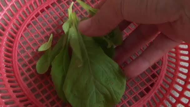 Memetik Sayuran Dengan Tangan Kebun — Stok Video