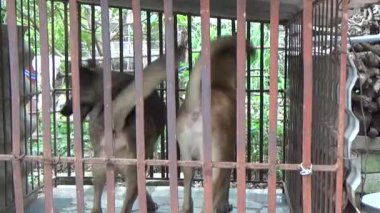 İki köpek ahırda.