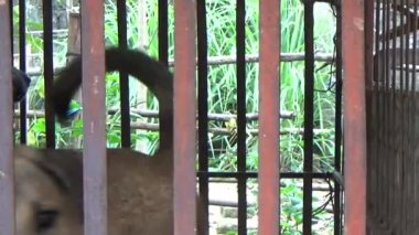 İki köpek ahırda.