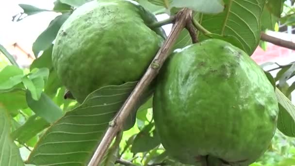 Goyave Fruits Sur Arbre — Video