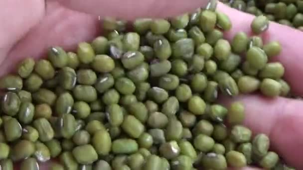 Semințe Susan Arahide Fasole Sunt Uscate — Videoclip de stoc