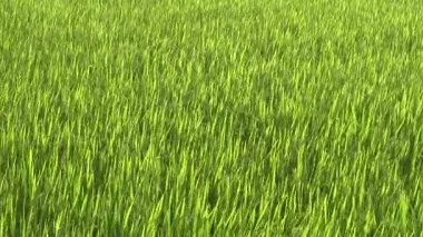 Rüzgarda ve güneşte yeşil pirinç tarlası