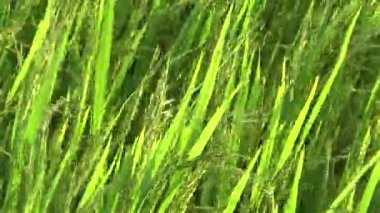 Rüzgarda ve güneşte yeşil pirinç tarlası