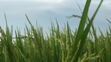 Rüzgarda ve güneşte yeşil pirinç tarlası