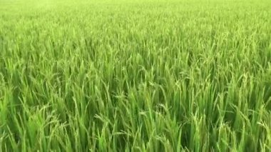 Rüzgarda ve güneşte yeşil pirinç tarlası