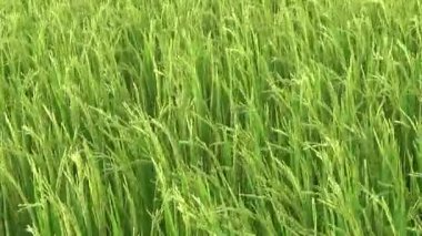 Rüzgarda ve güneşte yeşil pirinç tarlası