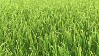 Rüzgarda ve güneşte yeşil pirinç tarlası