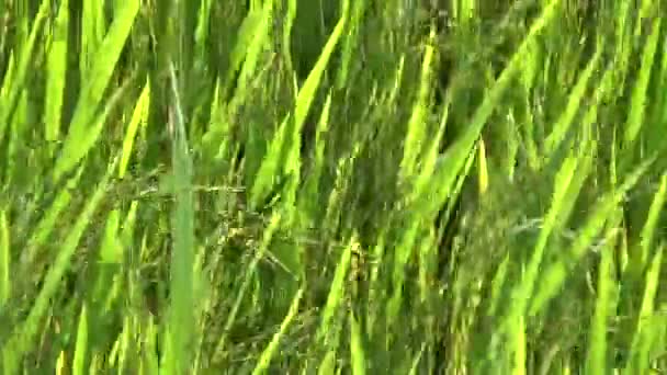 Campo Arroz Verde Vento Sol — Vídeo de Stock