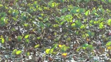 Ördekler ve nilüfer havuzu