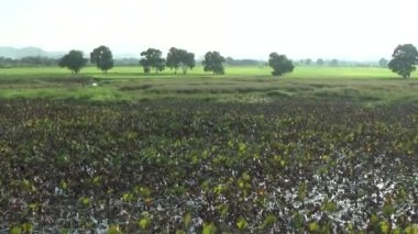 Ördekler ve nilüfer havuzu