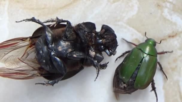 Der Käfer Ist Auf Der Hand — Stockvideo