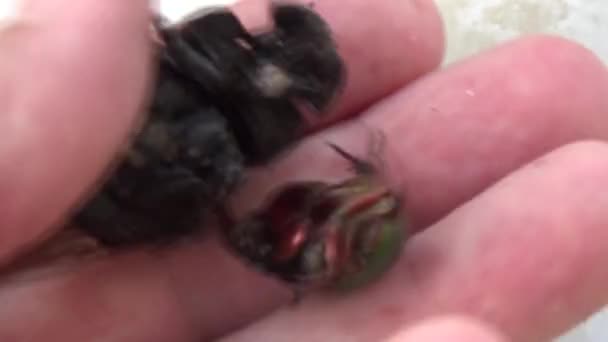 แมลงป กแข งอย ในม — วีดีโอสต็อก