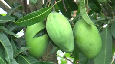 Ağaçta bir yığın mango meyvesi