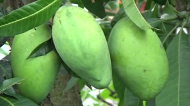 Ağaçta bir yığın mango meyvesi