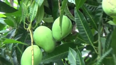 Ağaçta bir yığın mango meyvesi