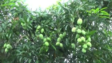 Ağaçta bir yığın mango meyvesi