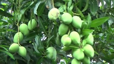 Ağaçta bir yığın mango meyvesi