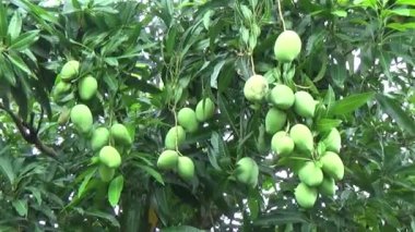Ağaçta bir yığın mango meyvesi