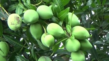 Ağaçta bir yığın mango meyvesi