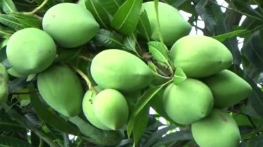 Ağaçta bir yığın mango meyvesi