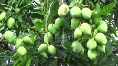 Ağaçta bir yığın mango meyvesi