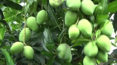 Ağaçta bir yığın mango meyvesi