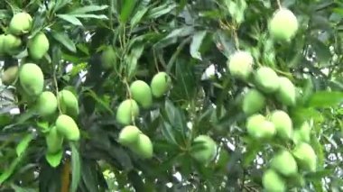 Ağaçta bir yığın mango meyvesi
