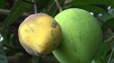 Ağaçta bir yığın mango meyvesi