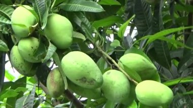 Ağaçta bir yığın mango meyvesi