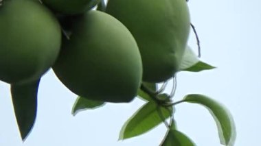 Ağaçta bir yığın mango meyvesi