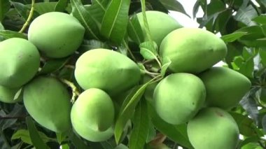 Ağaçta bir yığın mango meyvesi